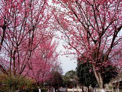 -武汉紫薇都市田园