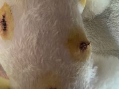 -艾贝尔宠物医院·24H转诊中心·肿瘤猫专科(江宁双龙店)