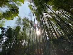 -蜀南竹海景区