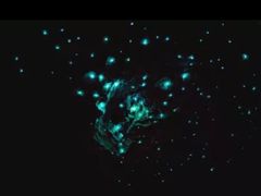 -怀托摩萤火虫洞