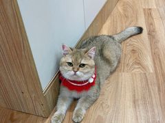 -COLOR PETS 撸猫馆·购猫·猫咖(长风大悦城店)