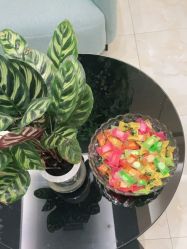 -苗医生草本科技祛痘