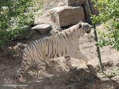 -新疆天山野生动物园