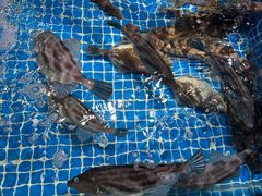 -渔港甄宴·海鲜·地标烟台菜(金沙滩店)
