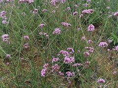 -紫颐香薰山谷景区