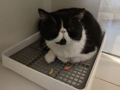 -平行世界·猫咖(首经贸店)