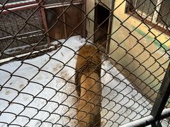 -横道河子东北虎林园