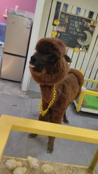 点击看大图 -神奇动物撸宠馆·羊驼·小浣熊·异宠(豫园店)