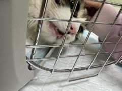 -天宠宠物医院24小时·急重症诊疗中心·全科·腔镜特色(和平分院)