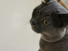 -猫在这儿猫咪咖啡馆·撸猫馆