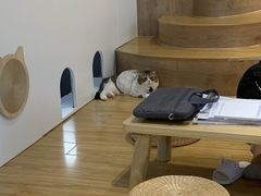 -啵啵喵·猫咖(攀华国际店)