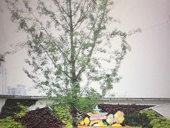 -西北湖绿化广场