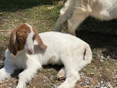 -前小桔亲子创意农场·草莓采摘·露营烧烤