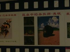 GEDC1387-上海昆虫博物馆