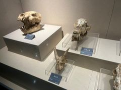 -安徽省地质博物馆