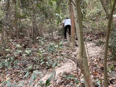 -黄埔油麻山森林公园