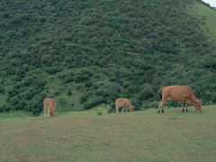 -大姆山草场