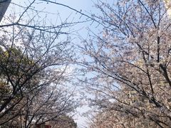 -高东镇樱花园