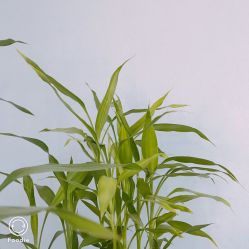 -Yue Show馨选·半永久纹眉纹眼线