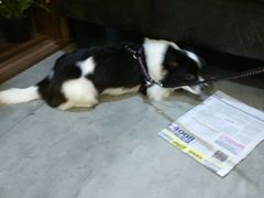 -严国平动物医院(德政总院)