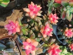 -三旗百汇商品城