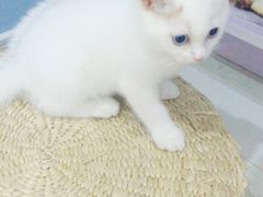 -喵的天空名猫咖啡馆·撸猫·猫舍·用品