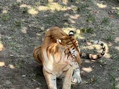 -西霞口神雕山野生动物世界