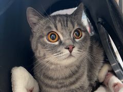 -艾贝尔宠物医院 ·中兽医·宠保定点(北门桥店)