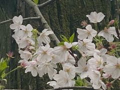 -武汉大学-樱园