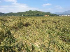 -盐洲岛
