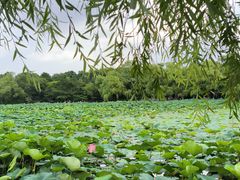 -长春市南湖公园