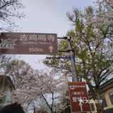 南京打卡#景区#
