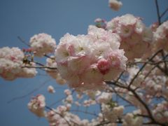 -顾村公园