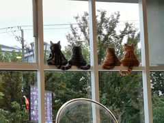 -飞行喵MR PILOT|猫舍·猫咖(静安大融城店)