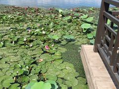 -素心小筑(后沙裕镇店)
