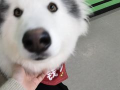 -Husky Go! 哈士奇体验馆·宠物咖啡厅狗咖