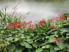 -深圳仙湖植物园