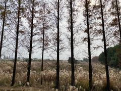 -良渚古城遗址公园