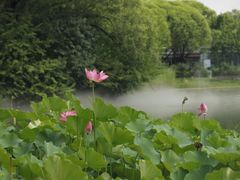 -望湖公园