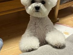 -帕帕拉兹宠物(亚洲旗舰店)