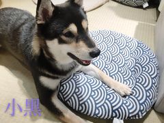 -逗柴咖啡屋·狗咖猫咖宠物桌游