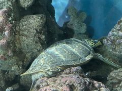 -上海海洋水族馆