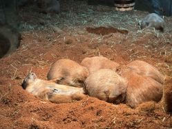 -Zoolung Zoolung动物主题公园(海信广场店)