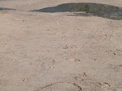 -白城沙滩
