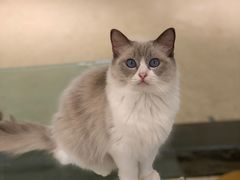 -momokira米努特·德文卷毛猫·棉花面纱犬