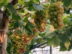 -马陆小张葡萄园农家乐