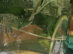 -汤姆家的优质牛排(王府井店)