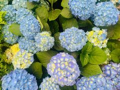 -秦美花卉(天朗·莱茵小城2期店)