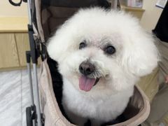 -芭比堂动物医院·24小时·眼科中心(深圳中心)