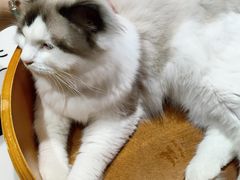 -藏猫猫咖啡主题馆(中央大道店)